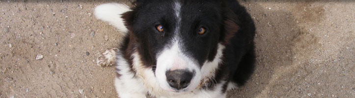 Collie Looking Up